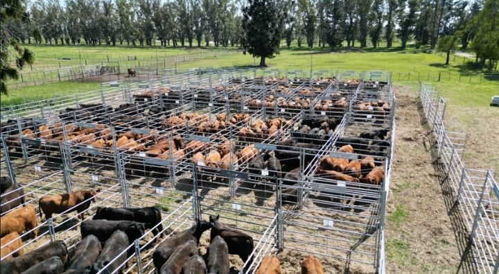 Alquiler de corrales 1