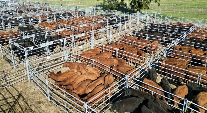 Alquiler de corrales 2