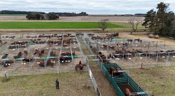 Alquiler de corrales 4