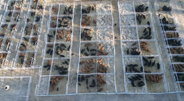 Alquiler de corrales 7