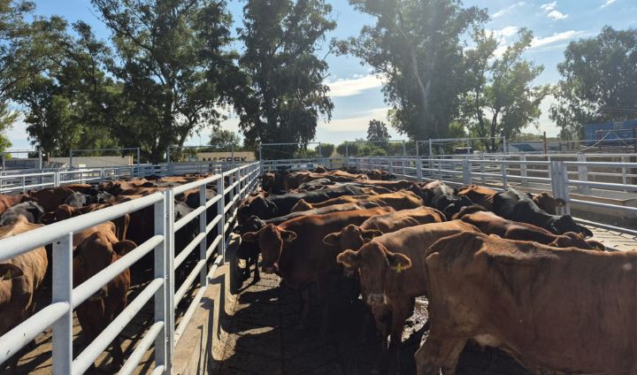 Instalaciones ganaderas 1