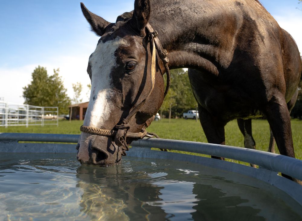 Bebederos circulares 0
