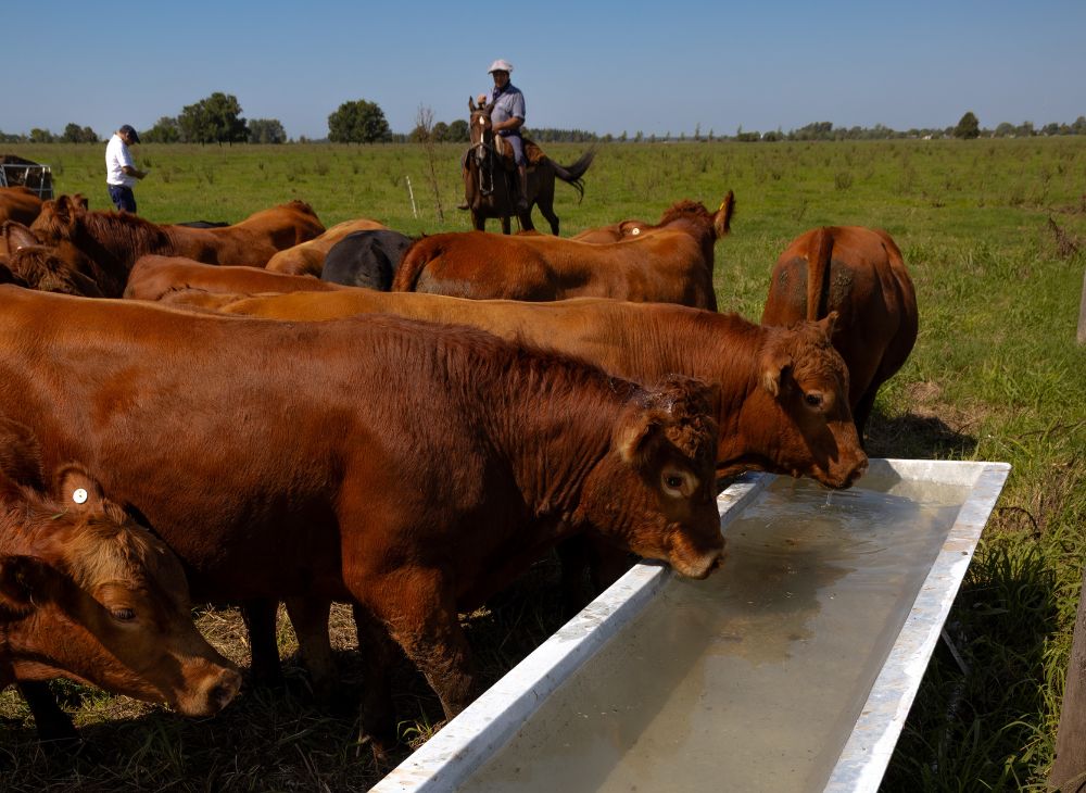 Bebederos lineales 1